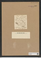 Asterolampra conicinna Grev. (de-Toni-Nr.: Genus 235, Species 5671) Zeichnungen Sammlung Grunow Nr. 9660 (NHMW-BOT-W0379592)